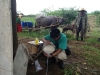 Daniel washing rice