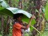 Banana leaf umbrella